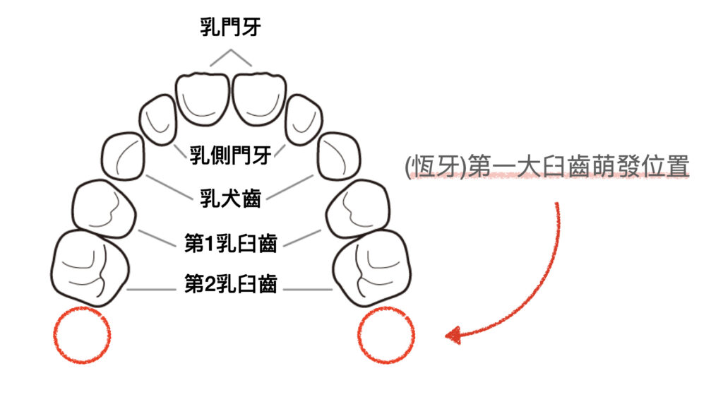 第一大臼齒 換牙